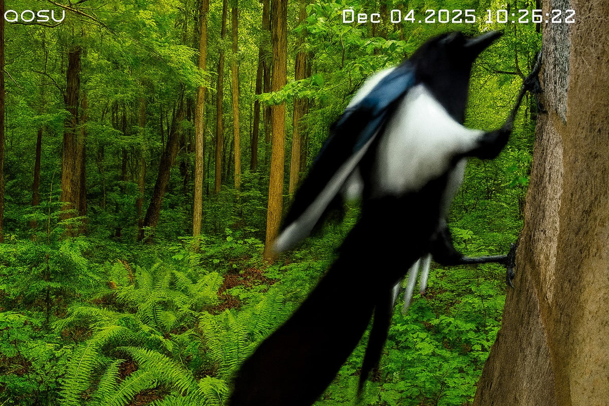 Magpie filling the frame of an aosu camera with a green forest behind it
