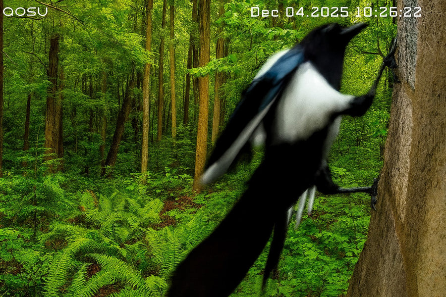 Magpie filling the frame of an aosu camera with a green forest behind it