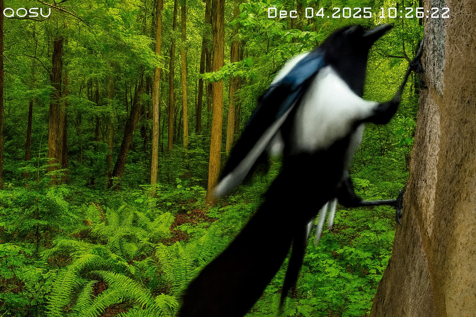 Magpie filling the frame of an aosu camera with a green forest behind it