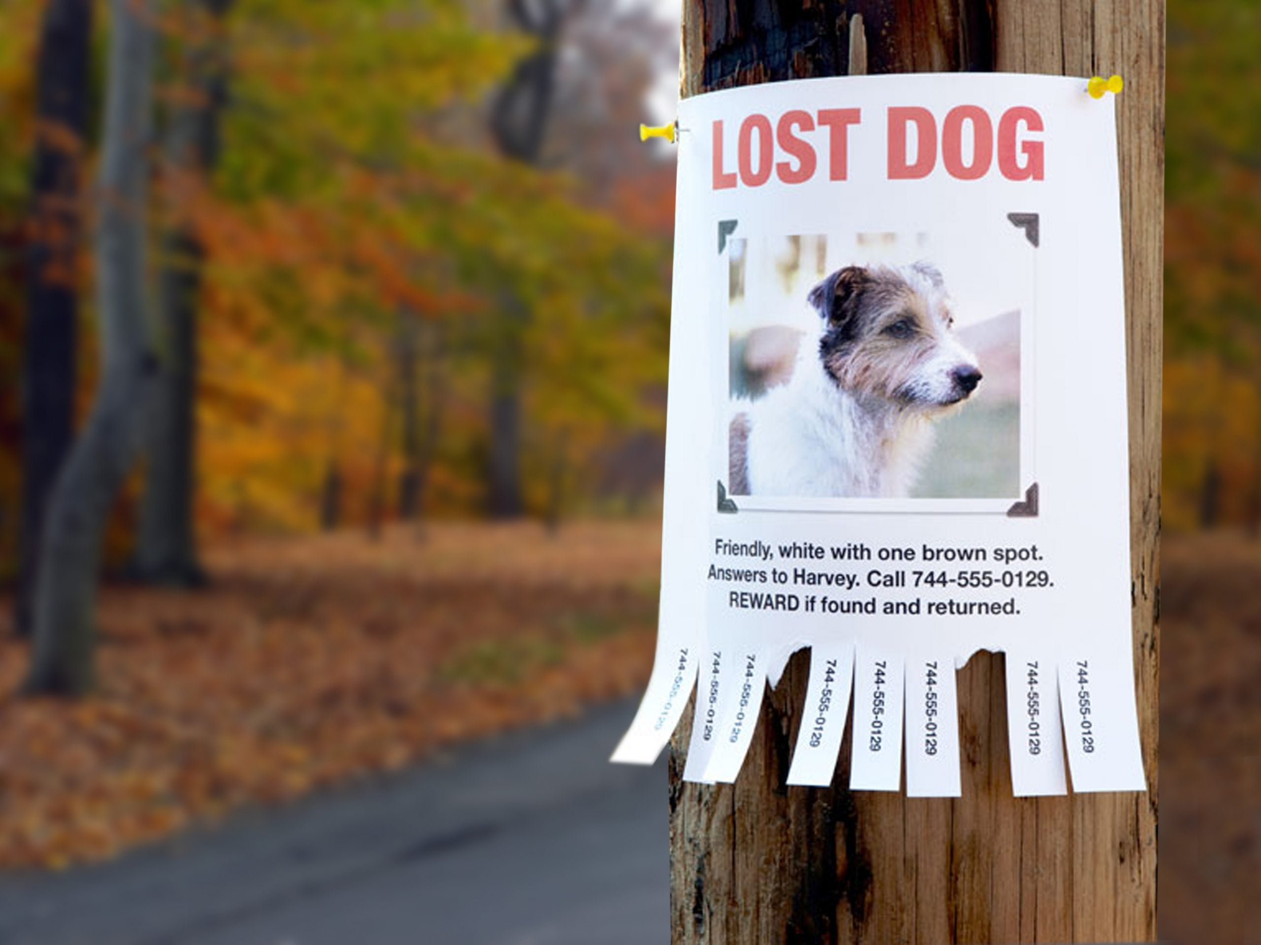How to Find a Lost Dog: Essential Tips and the Role of Home Security Cameras